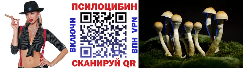 Купить  Приморск  Псилоцибиновые грибы Psilocybine cubensis 